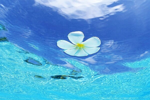 Océan tropical bleuâtre bleu couleur de l eau et fleur blanche