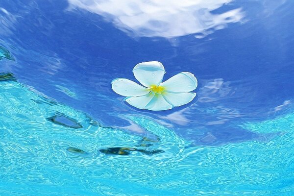 热带海洋蓝蓝色水的颜色和白色的花