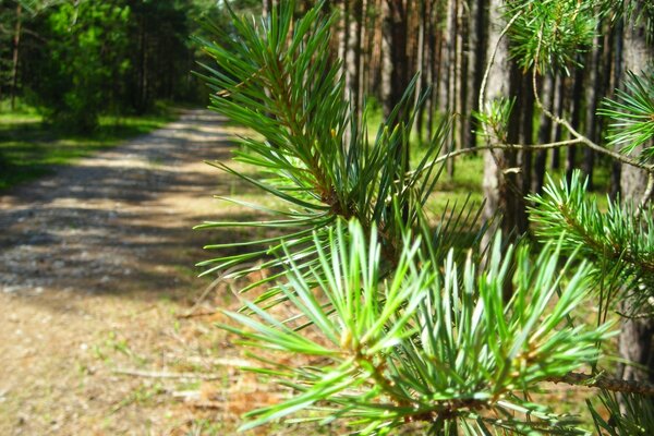 Trilha através da floresta de pinheiros