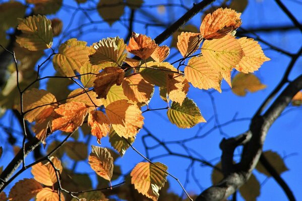 Foto der Herbstpore zum Herunterladen