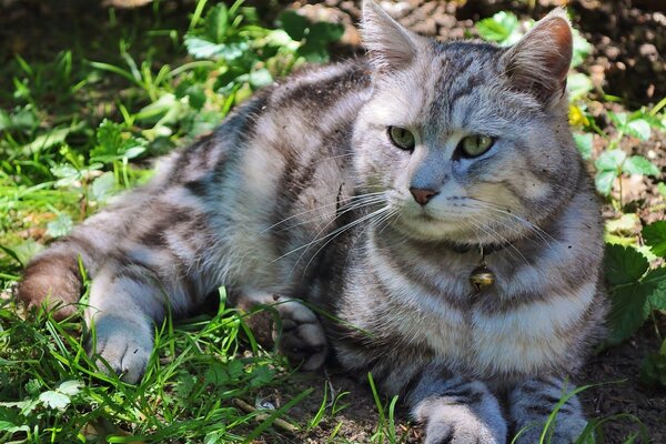 El gato arrogante acostado en la mejilla