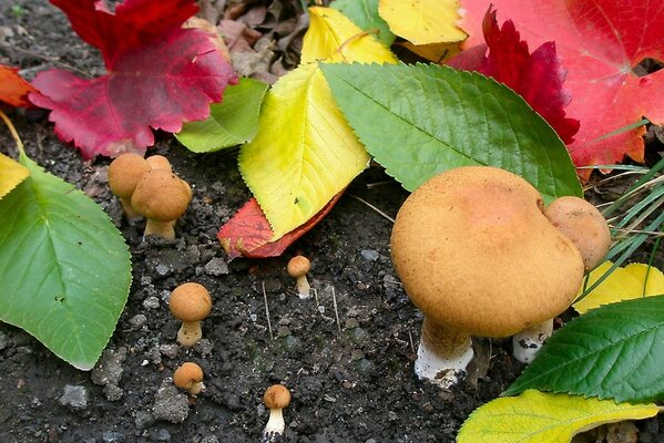 Champignons feuille automne nature