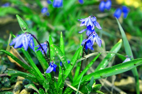 Snowdrops na primavera para coletar legal