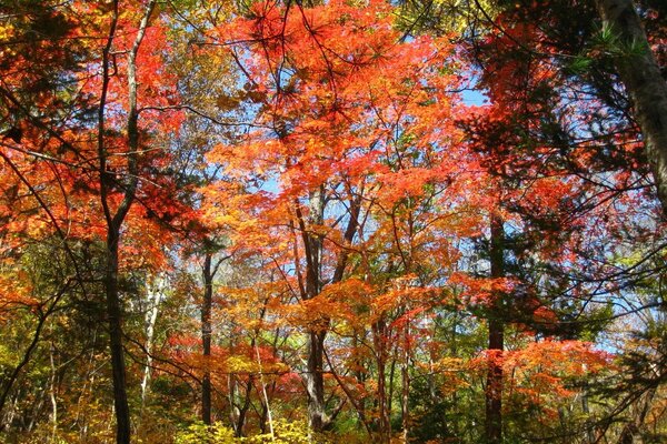 Herbstwald mit orangefarbenem Laub