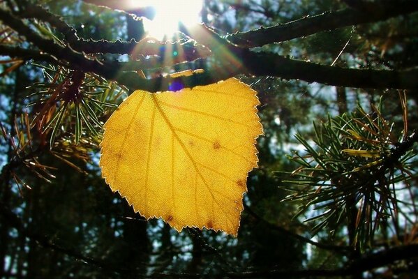 Birch leaf through the sun rays