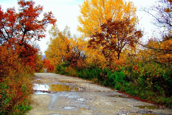 Пейзаж күзгі ағаштардың жапырақтары