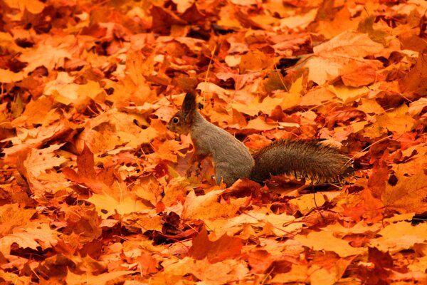 Eichhörnchen auf dem Laub. Roter Herbst. Helle Herbstblätter