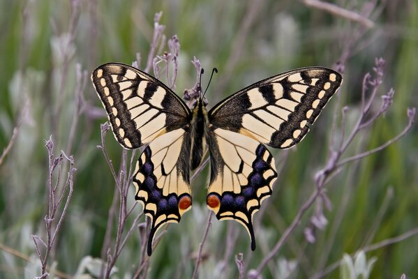 Beautiful beige butterfly close-up