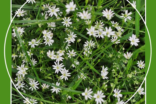 Flores silvestres blancas en un círculo