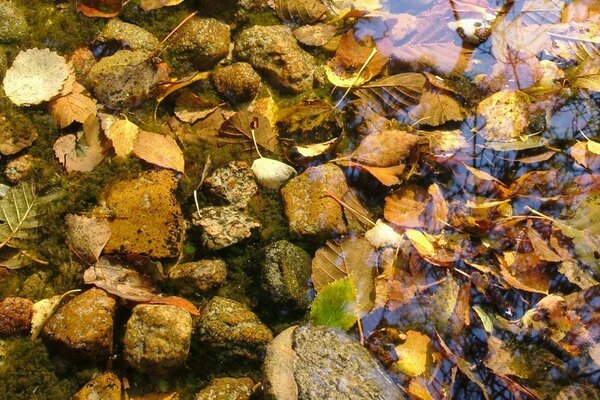 Autumn foliage in rainwater