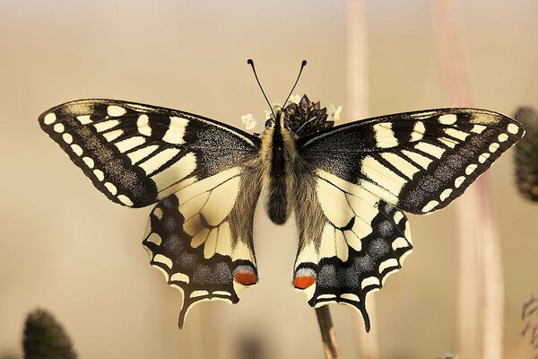 Beau papillon beige closeup