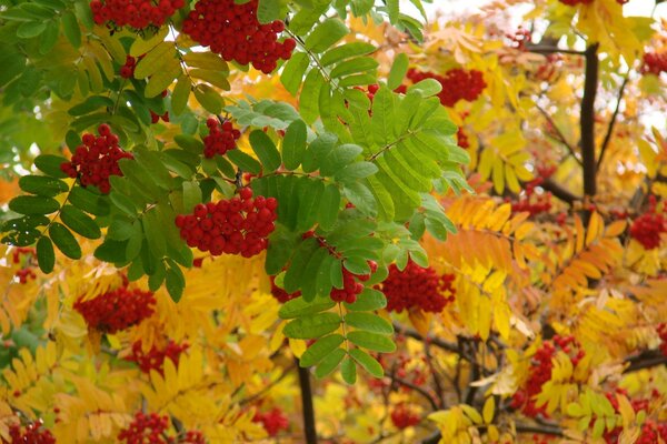 Rowan in yellow and green leaves