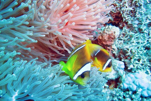 Flora dell oceano. residenti interessanti