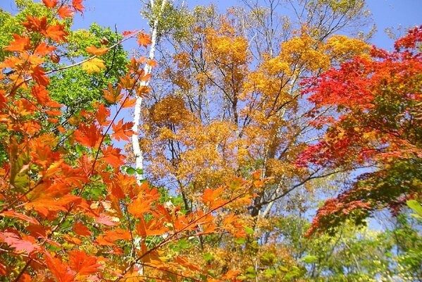 Natur Herbstsaison im Wald