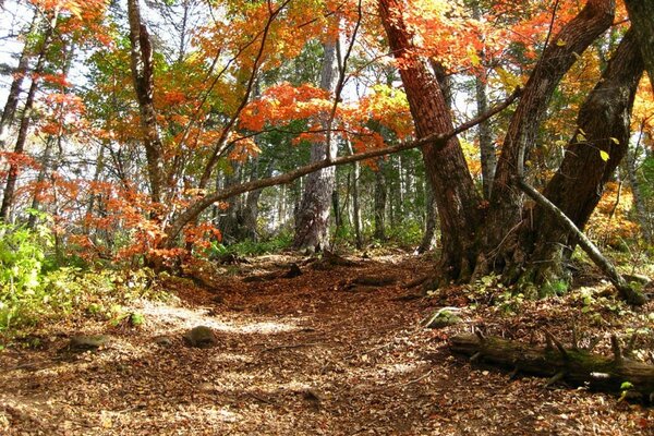 Forêt d automne. Arbres en automne. Feuillage sur le sentier