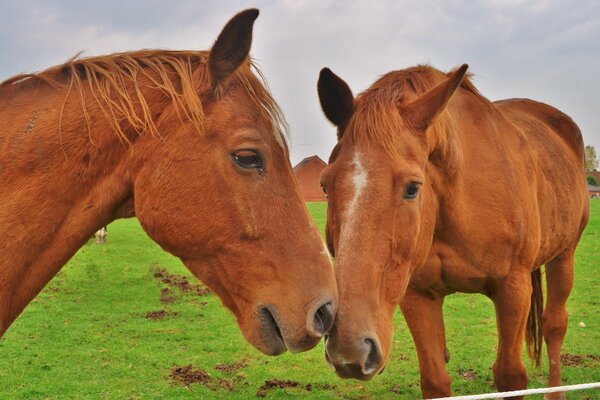 Mammalian horses pasture mare