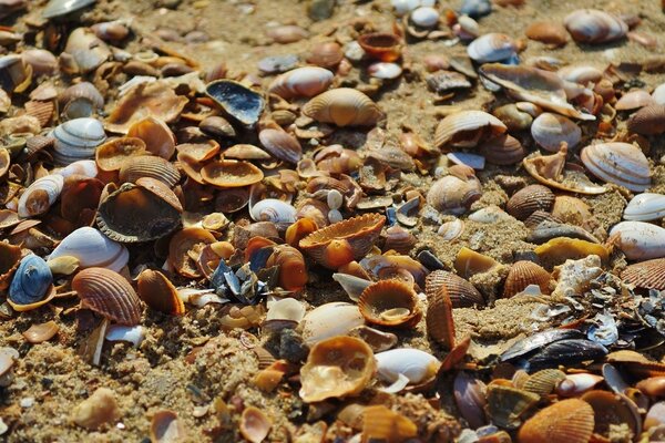 A variety of seashells of sea mollusks