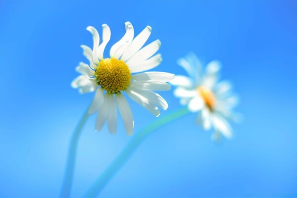 Flor sobre fondo azul