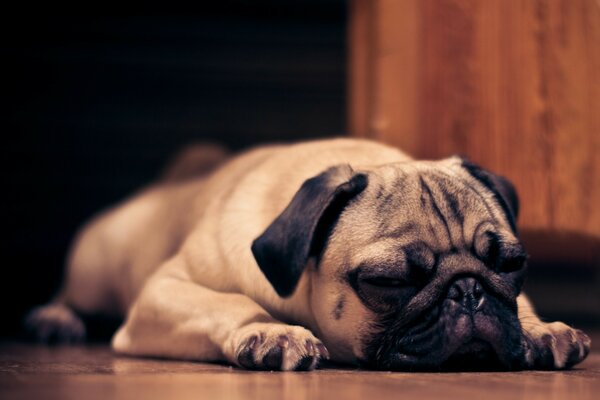 Dormir lindo Pug. Monocromo