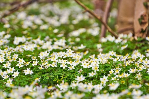 Kleine weiße Blumen Teppich