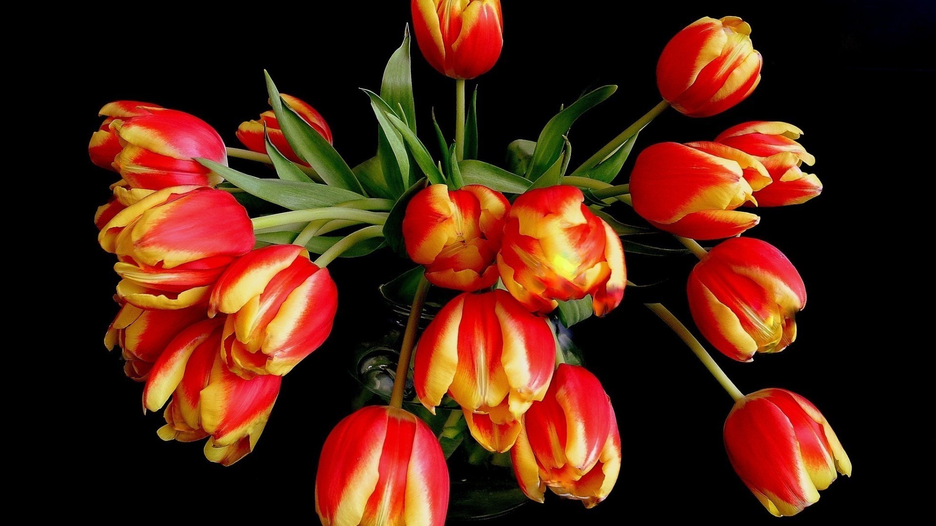 tulips nature leaf flower garden tulip bright color flora summer floral