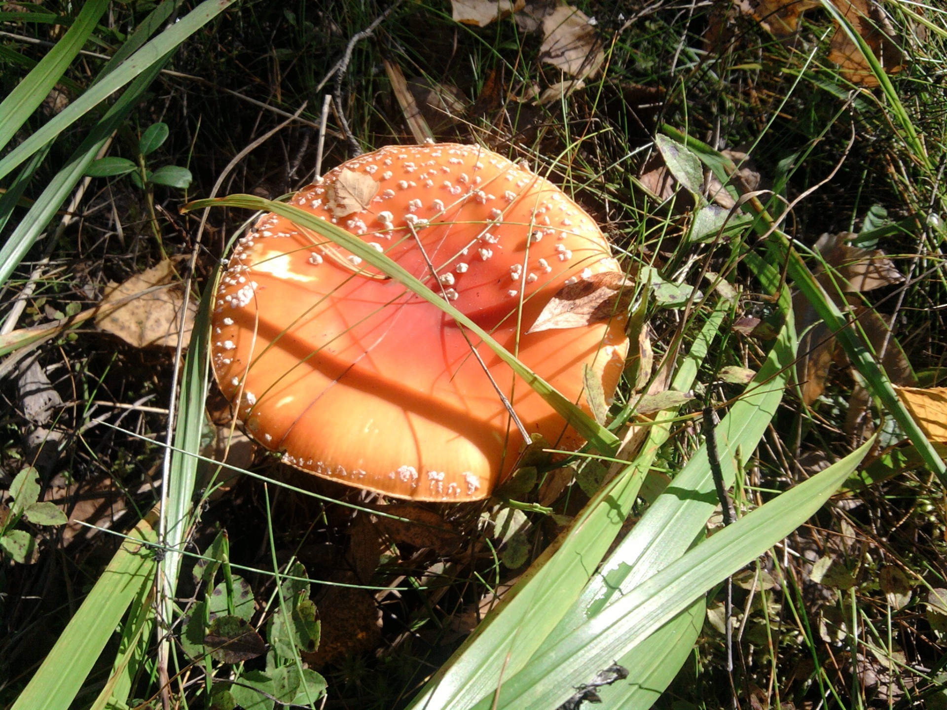 champignons nature nourriture à l extérieur herbe feuille champignon automne bois champignon flore saison été