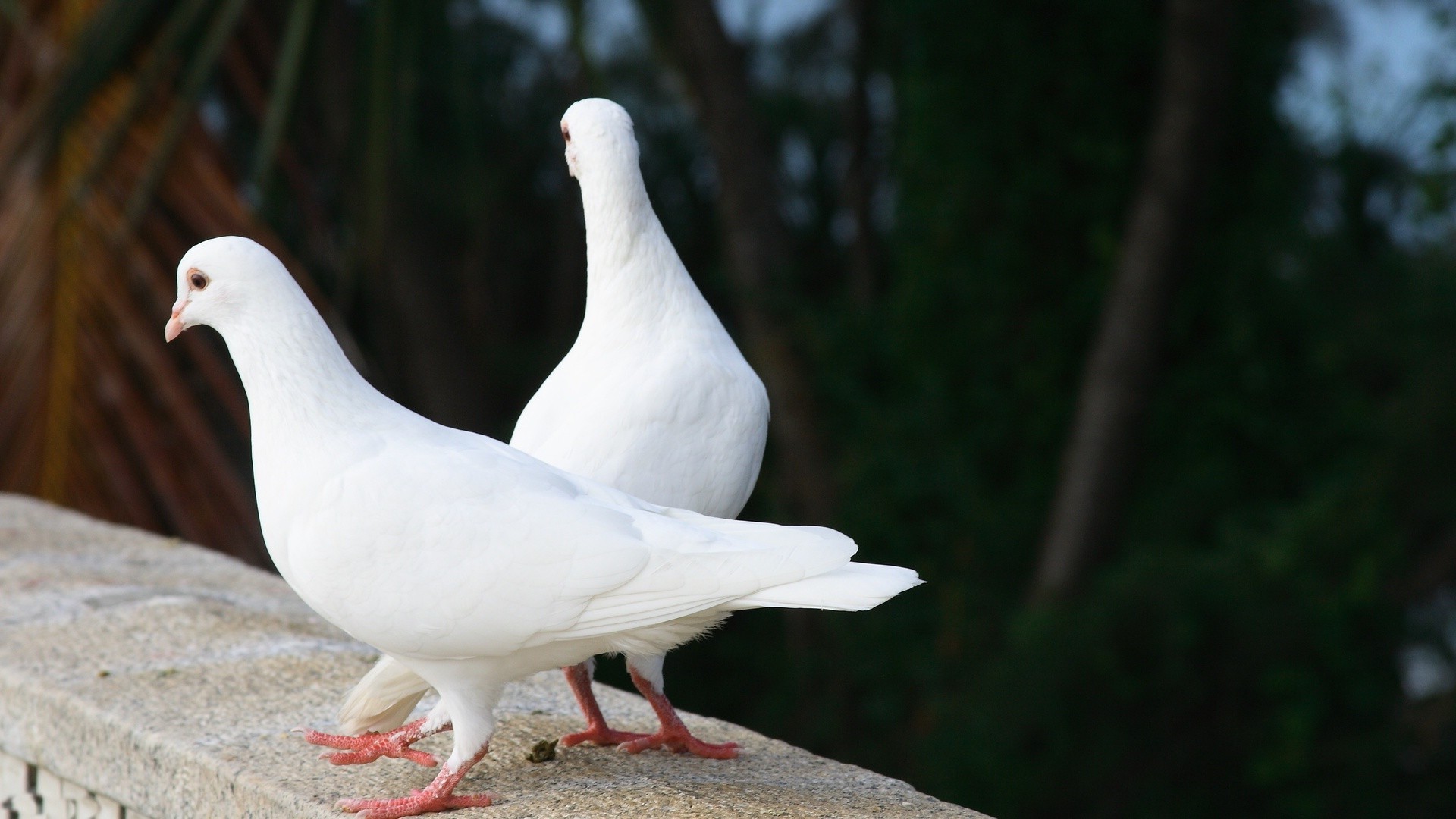 animais pássaro pombo natureza ao ar livre aves vida selvagem animal asa pena bico pato