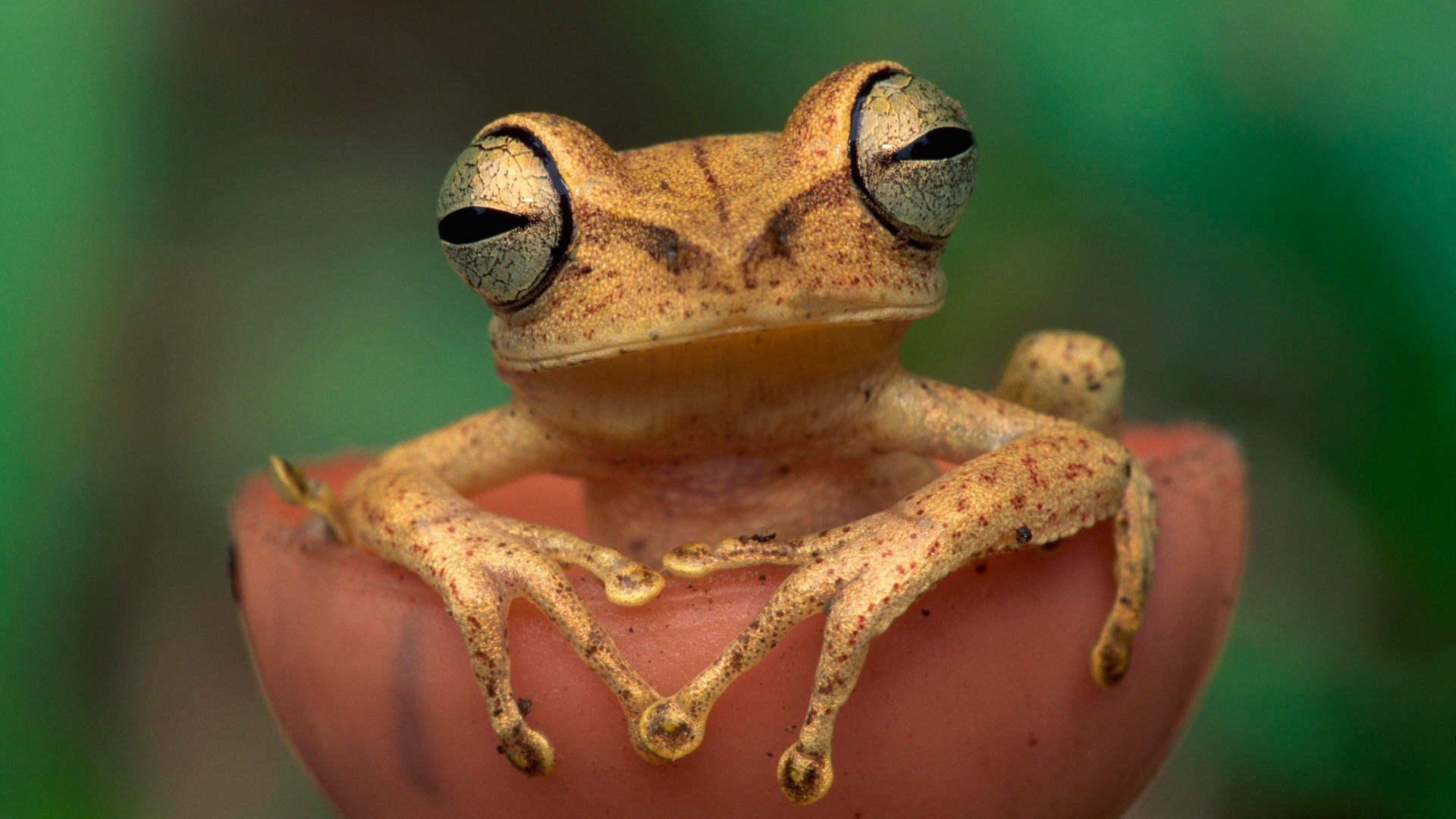 répteis e rãs vida selvagem natureza madeira sapo um