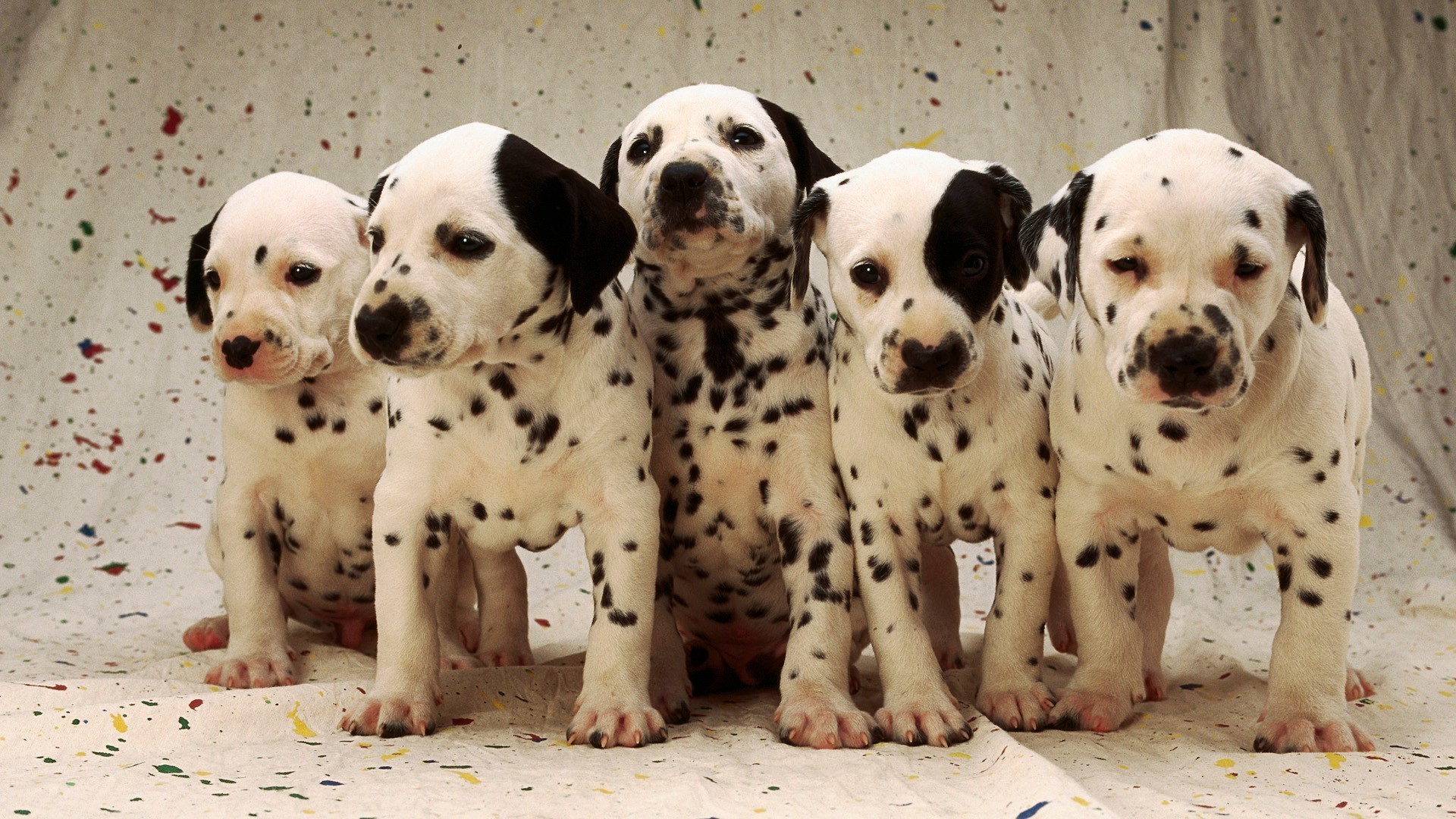 chien chien cynologue mignon animal portrait mammifère chiot animal dalmatien drôle race adorable domestique petit jeune pur-sang aperçu studio