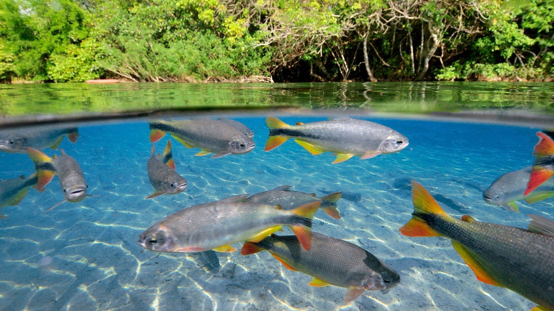 animais peixes água natureza natação debaixo d água tropical rio oceano mar férias viagens