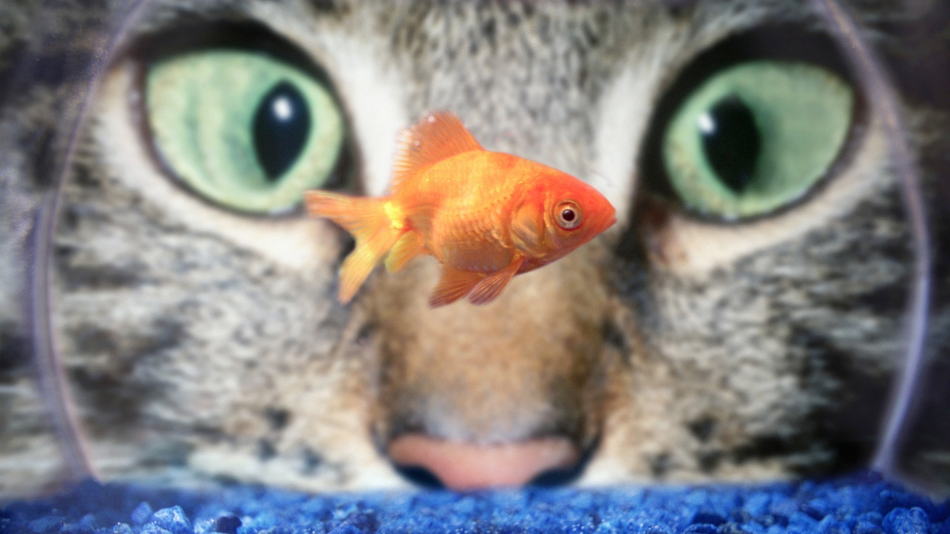 animals nature animal cute little eye pet fish wild staring wildlife close-up funny head color swimming desktop one