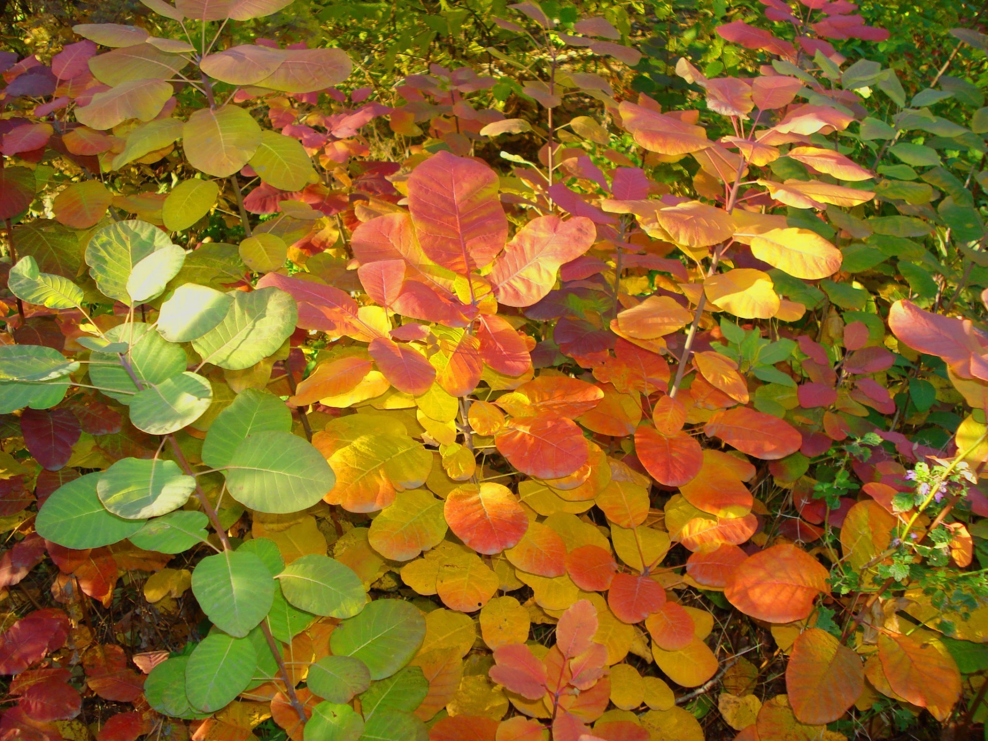 foglie foglia natura flora autunno colore luminoso albero stagione desktop giardino ramo all aperto parco estate crescita bella