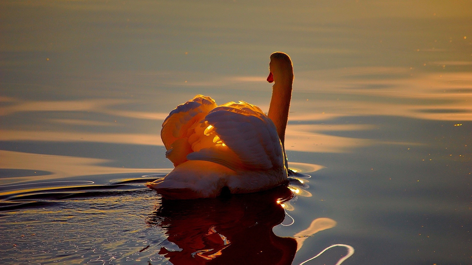 animals water sunset reflection beach ocean lake sea dawn sun nature evening sky seashore landscape river peace bird travel light