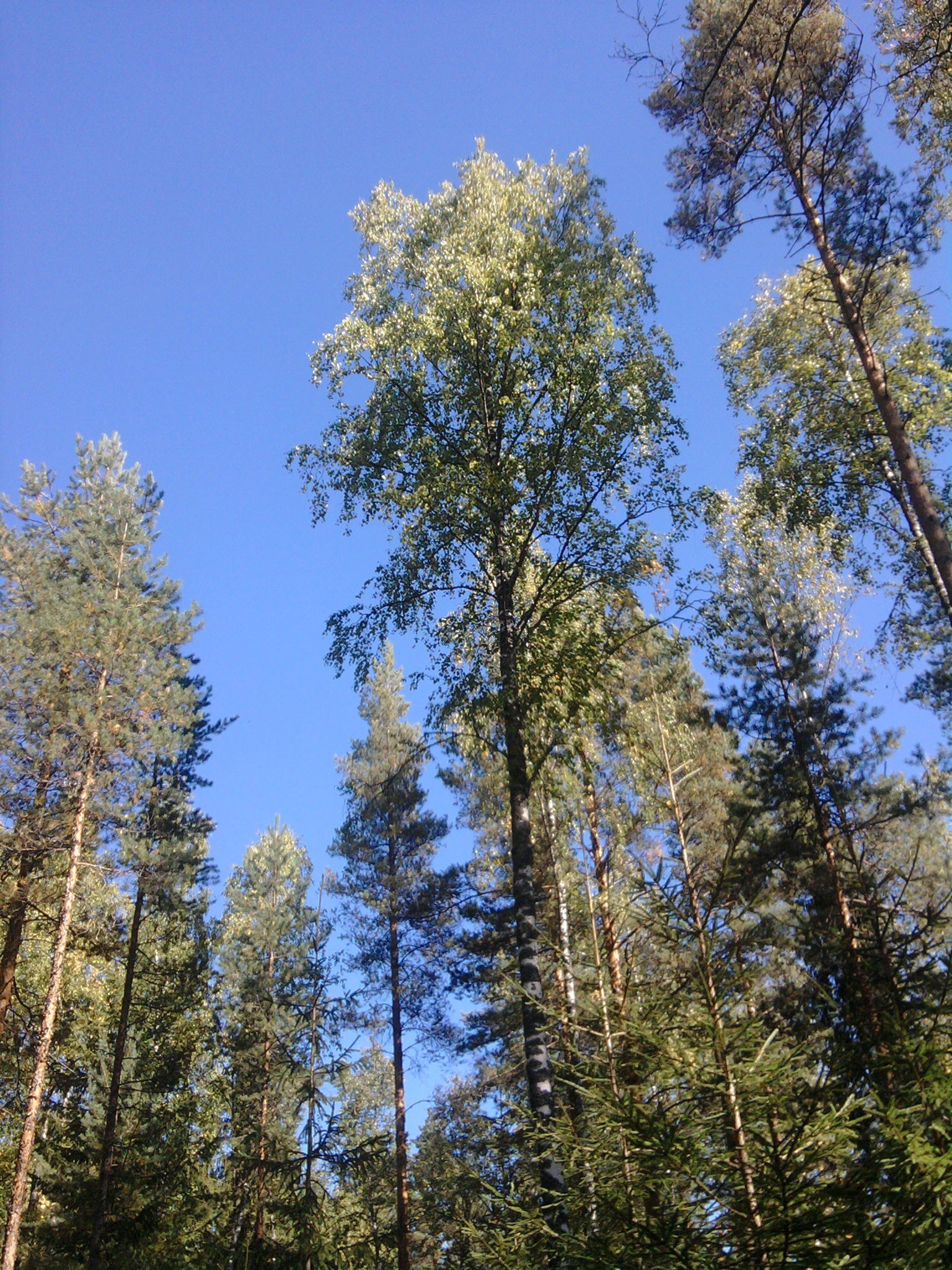 paysage nature bois bois en plein air pin paysage beau temps grand été ciel lumineux feuille sauvage parc environnement conifères branche saison flore