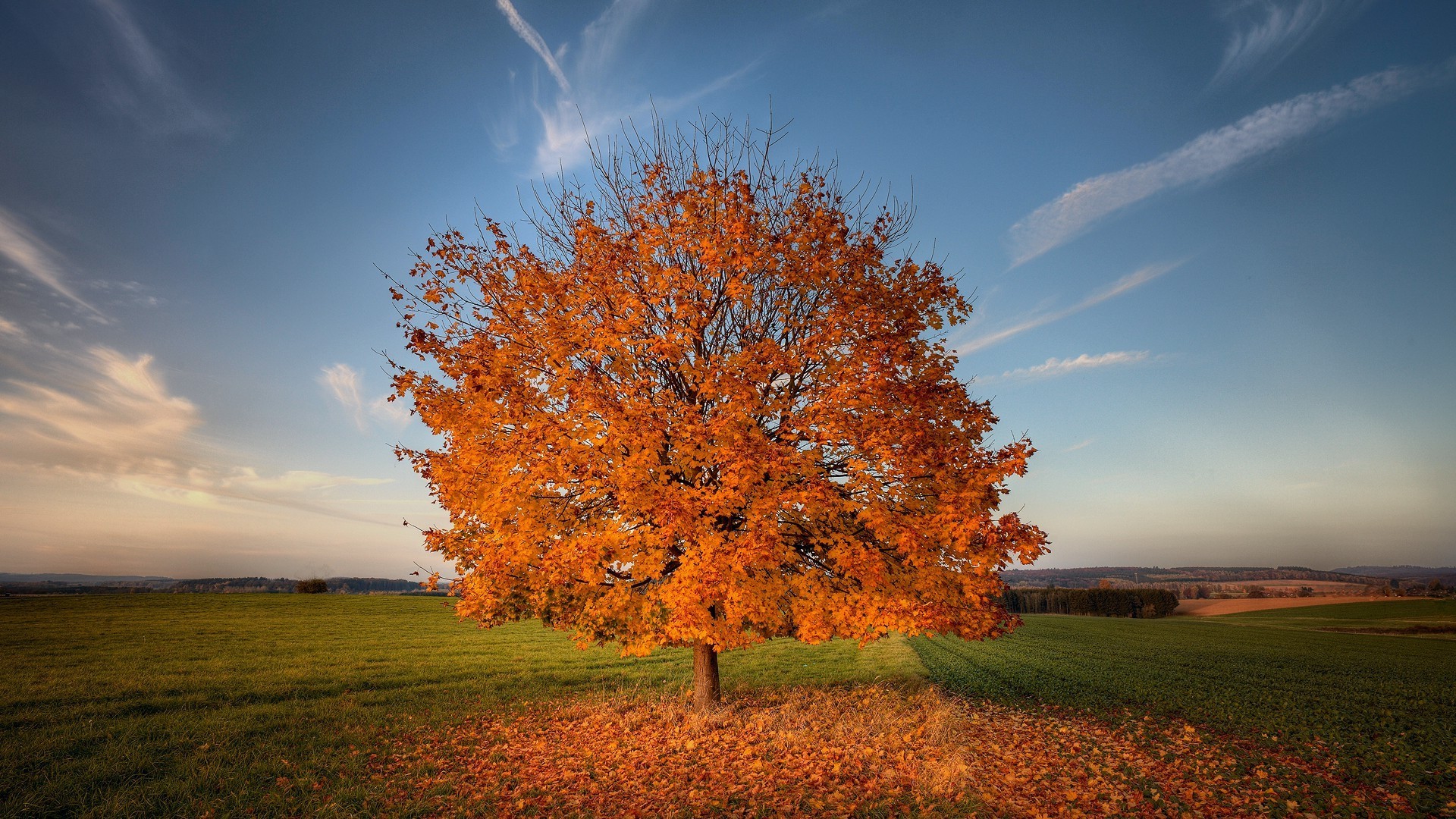 trees fall landscape tree countryside rural nature leaf outdoors sun dawn fair weather sky bright grass season scenic wood idyllic