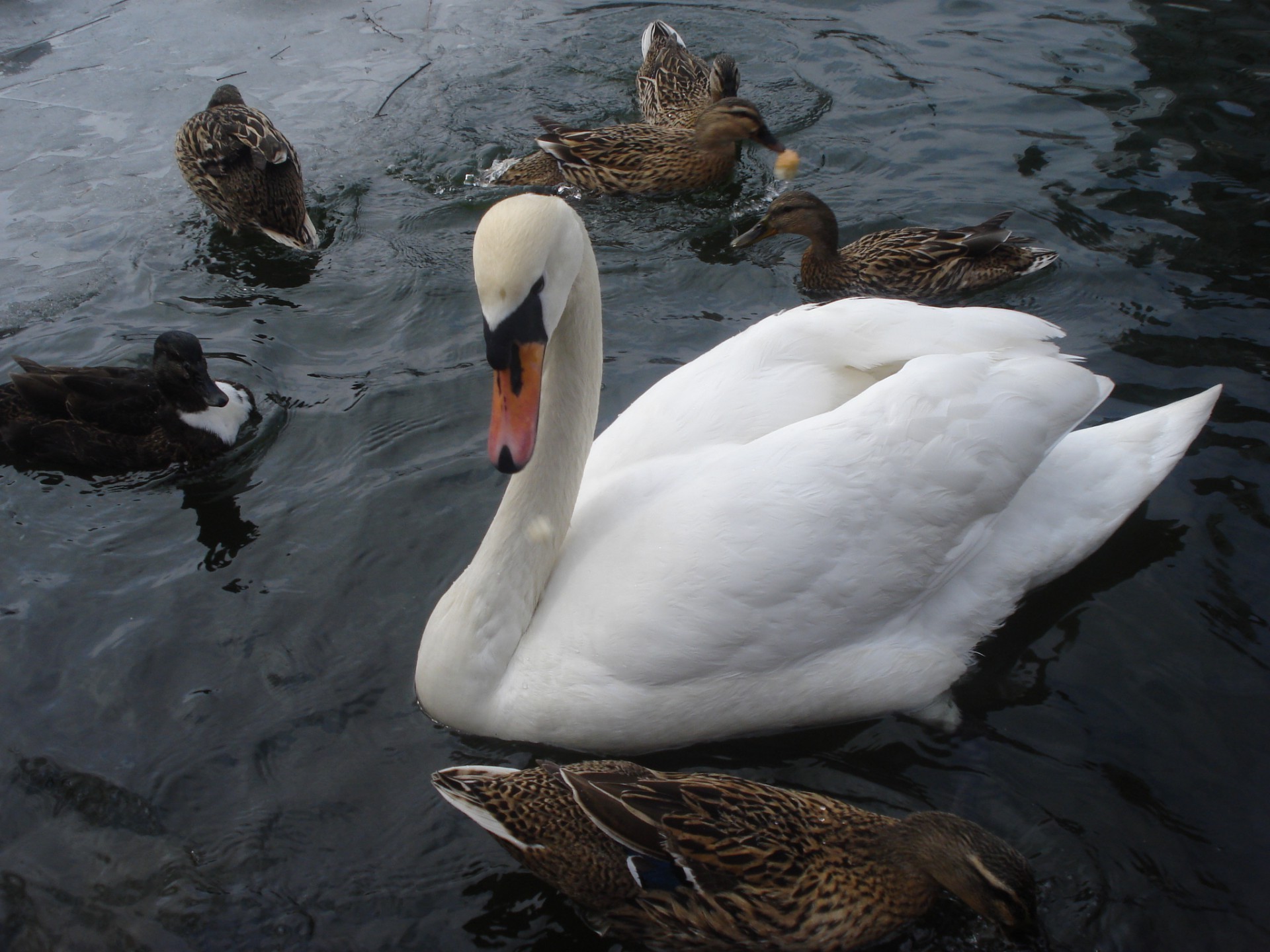 animals duck swan bird goose waterfowl poultry lake water mallard pool swimming wildlife river nature reflection drake outdoors two