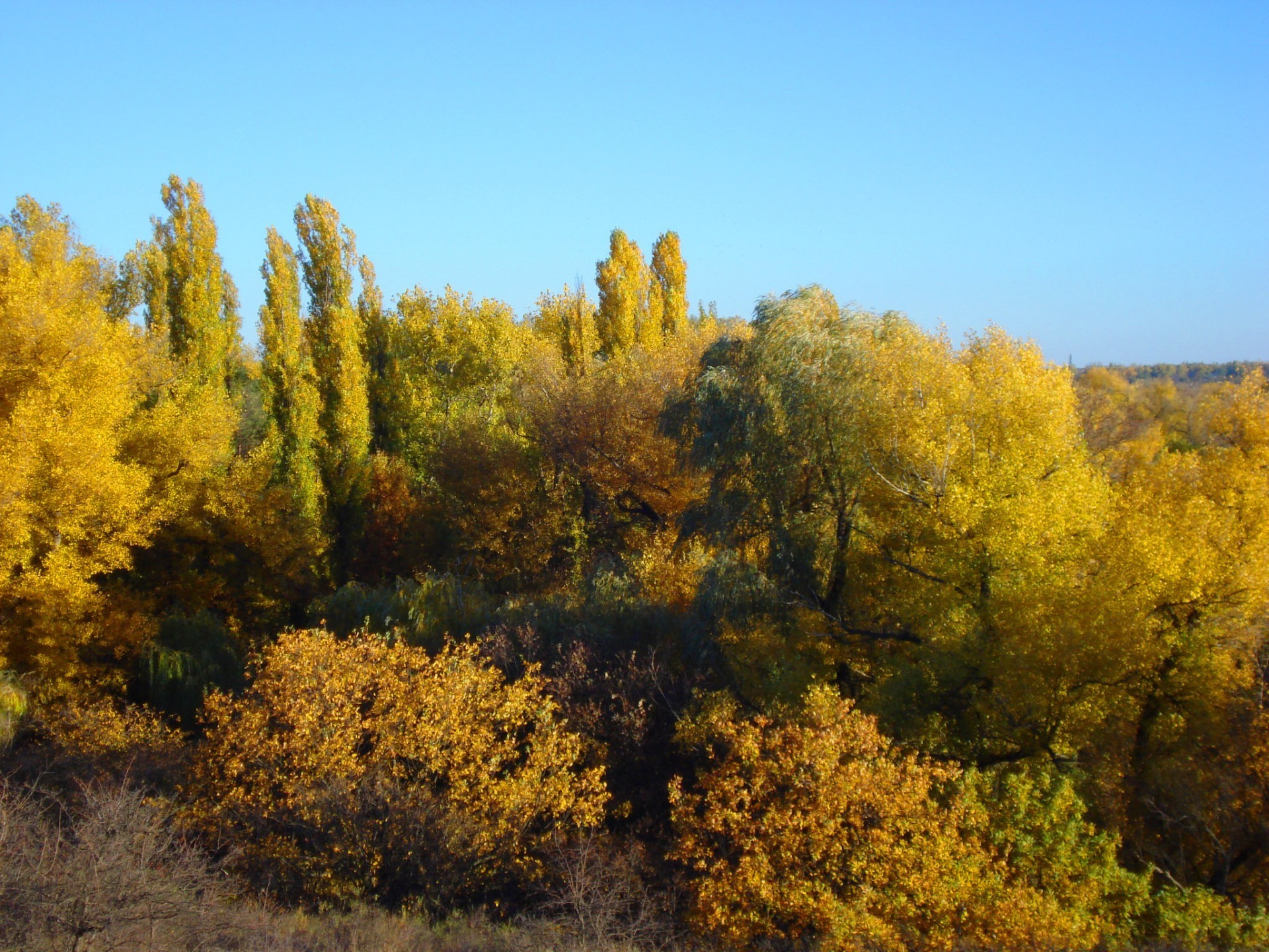 autumn fall tree landscape leaf wood nature outdoors scenic gold season park daylight environment bright sky