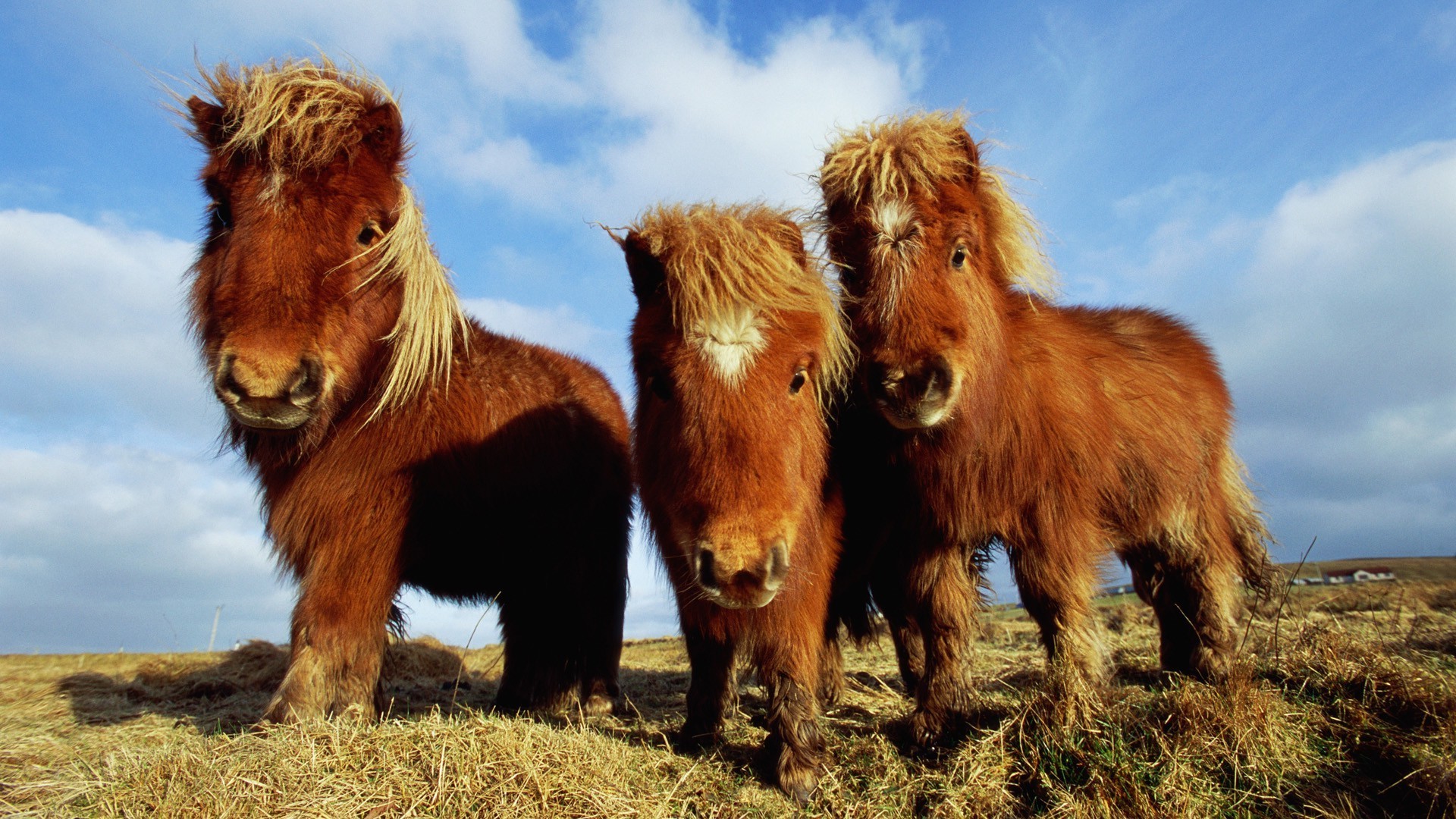 animais mamífero gado fazenda animal gado grama agricultura ao ar livre vida selvagem dois pele doméstico pasto um natureza