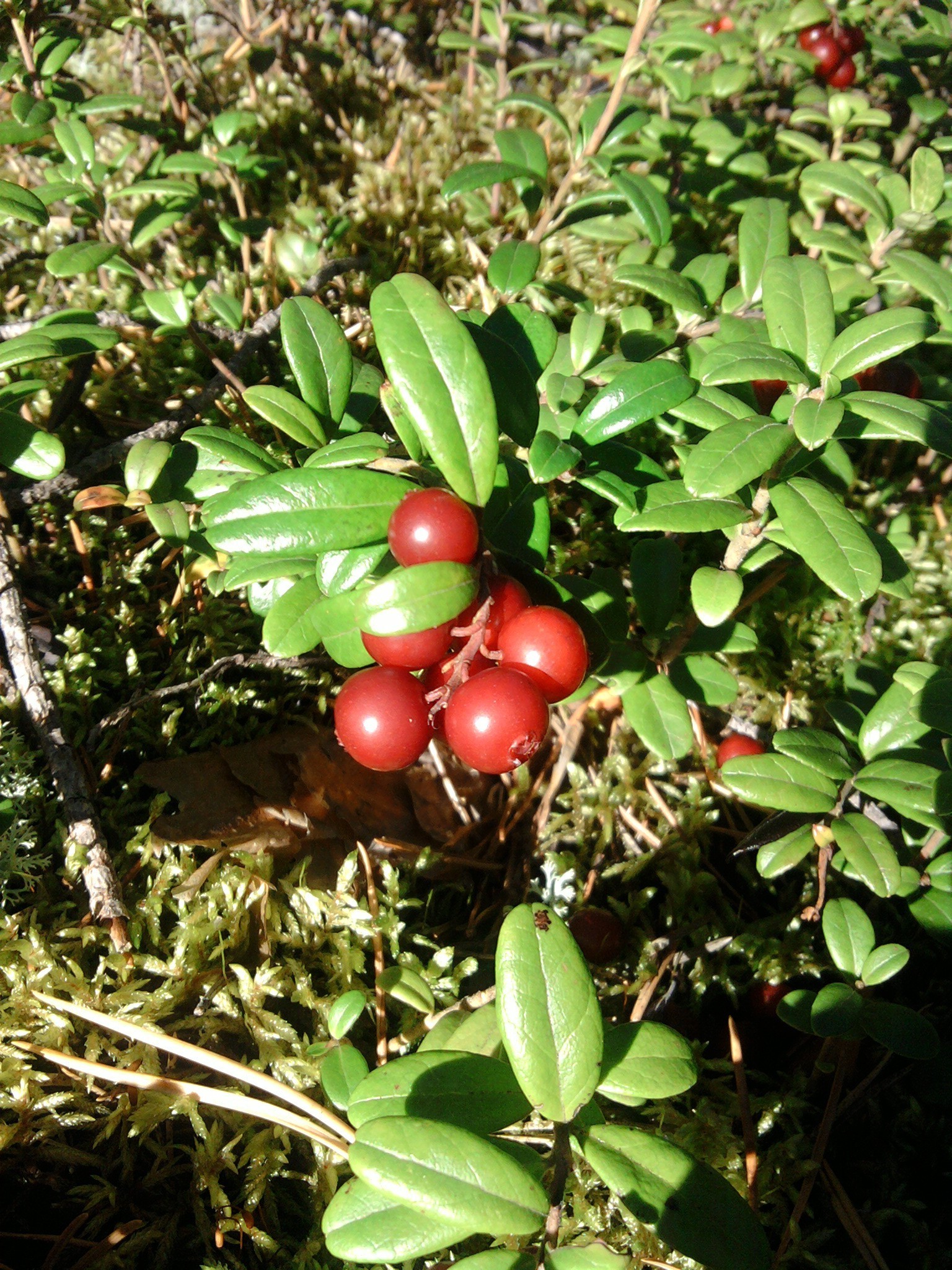 bacche albero foglia natura frutta ramo flora agricoltura giardino cibo all aperto colore crescita evergreen