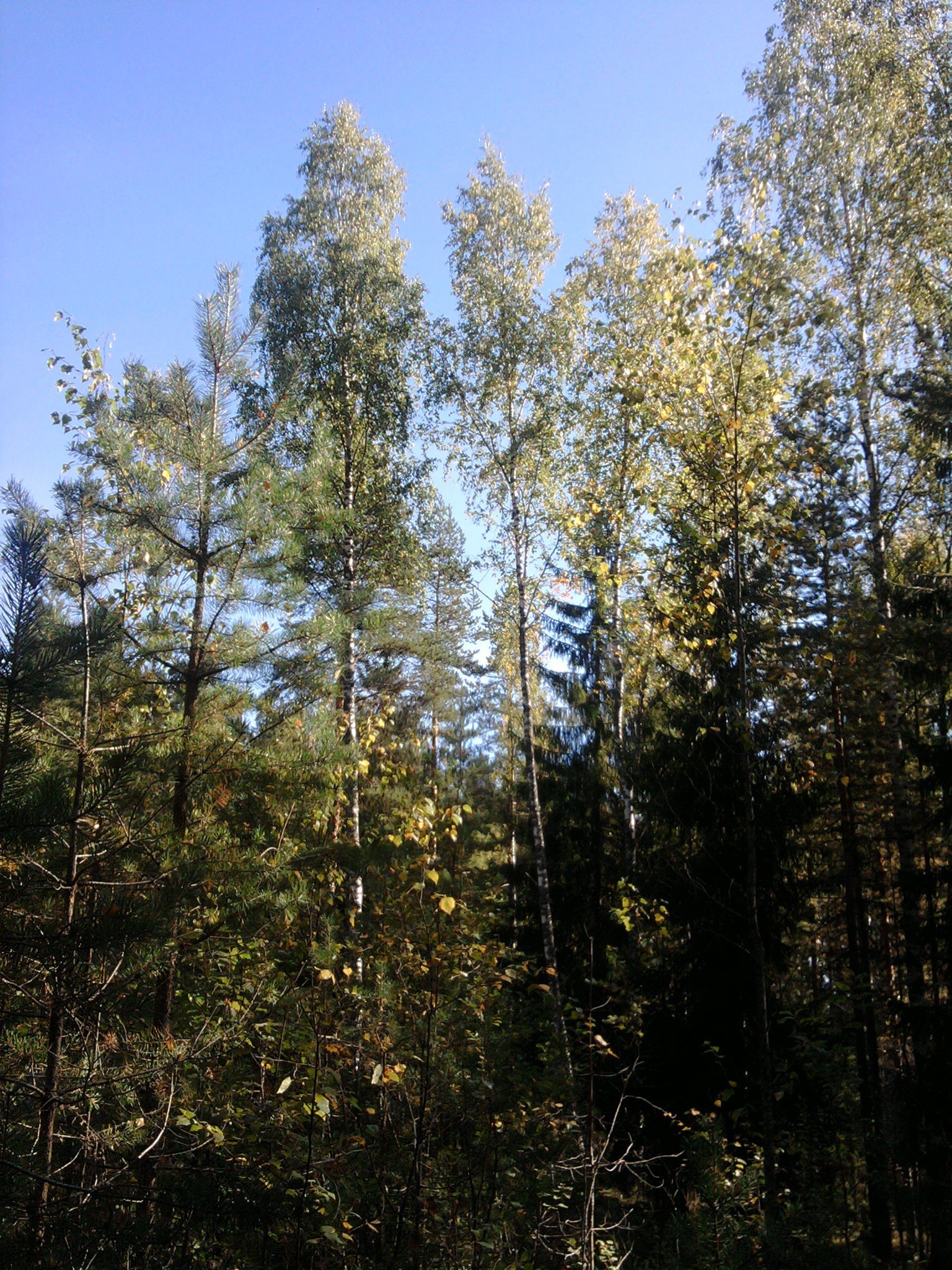 drzewa drzewo drewno natura krajobraz na zewnątrz liść dobra pogoda słońce środowisko wzrost lato park jesień flora sosna