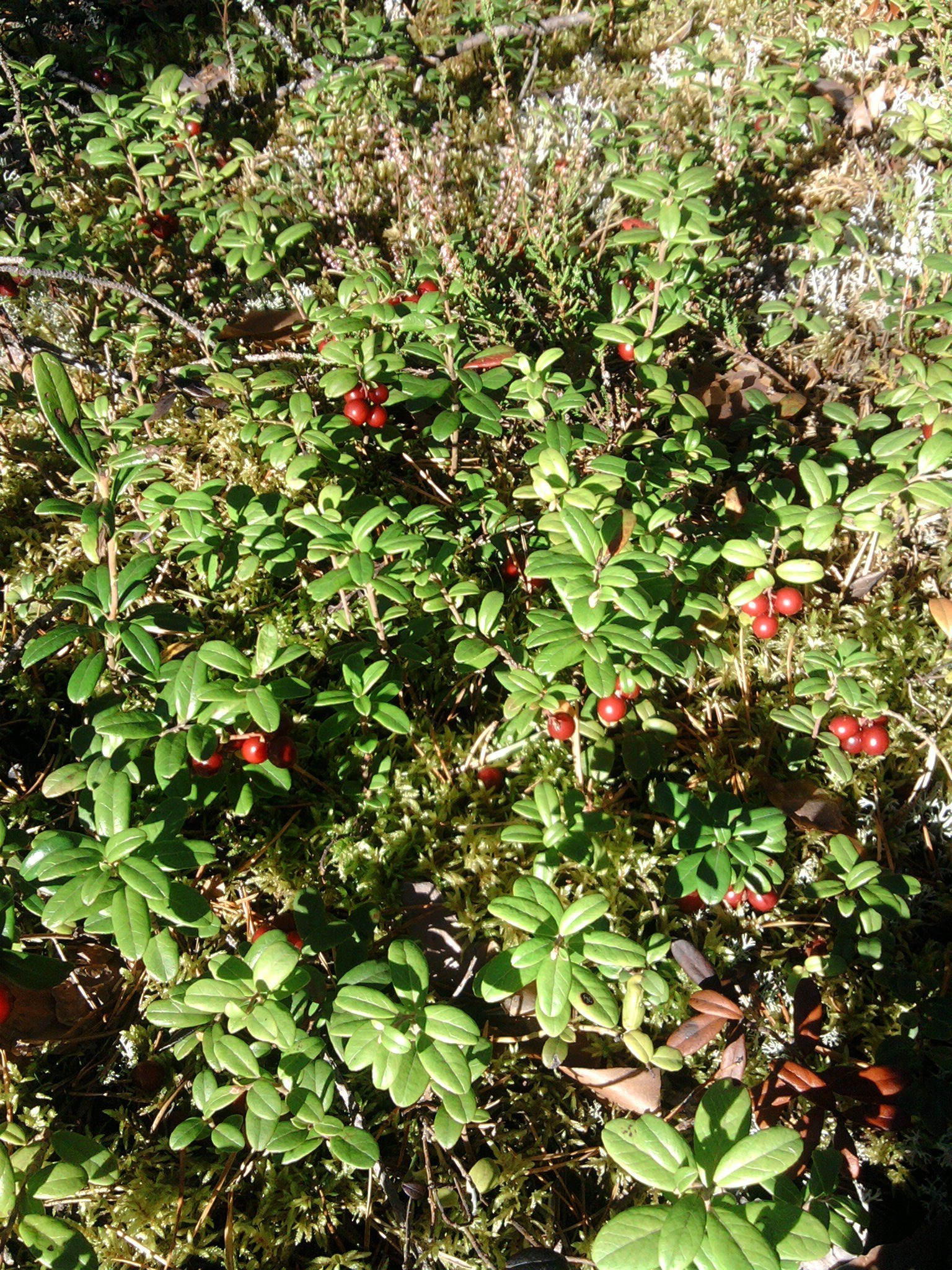 colheita folha natureza flora árvore flor jardim arbusto fruta crescimento ramo ao ar livre temporada verão agricultura comida madeira fazenda selvagem cor