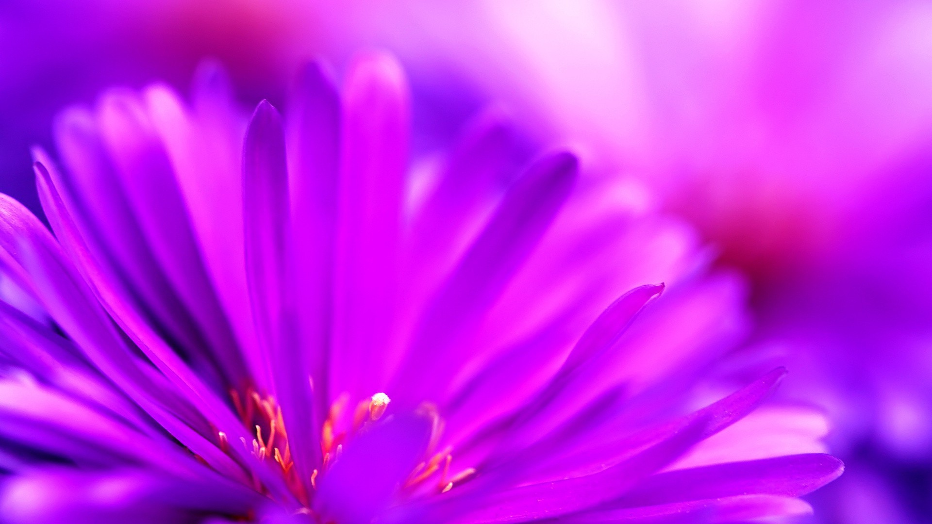 Яркий размытый цветок фиолетового цвета - обои на телефон