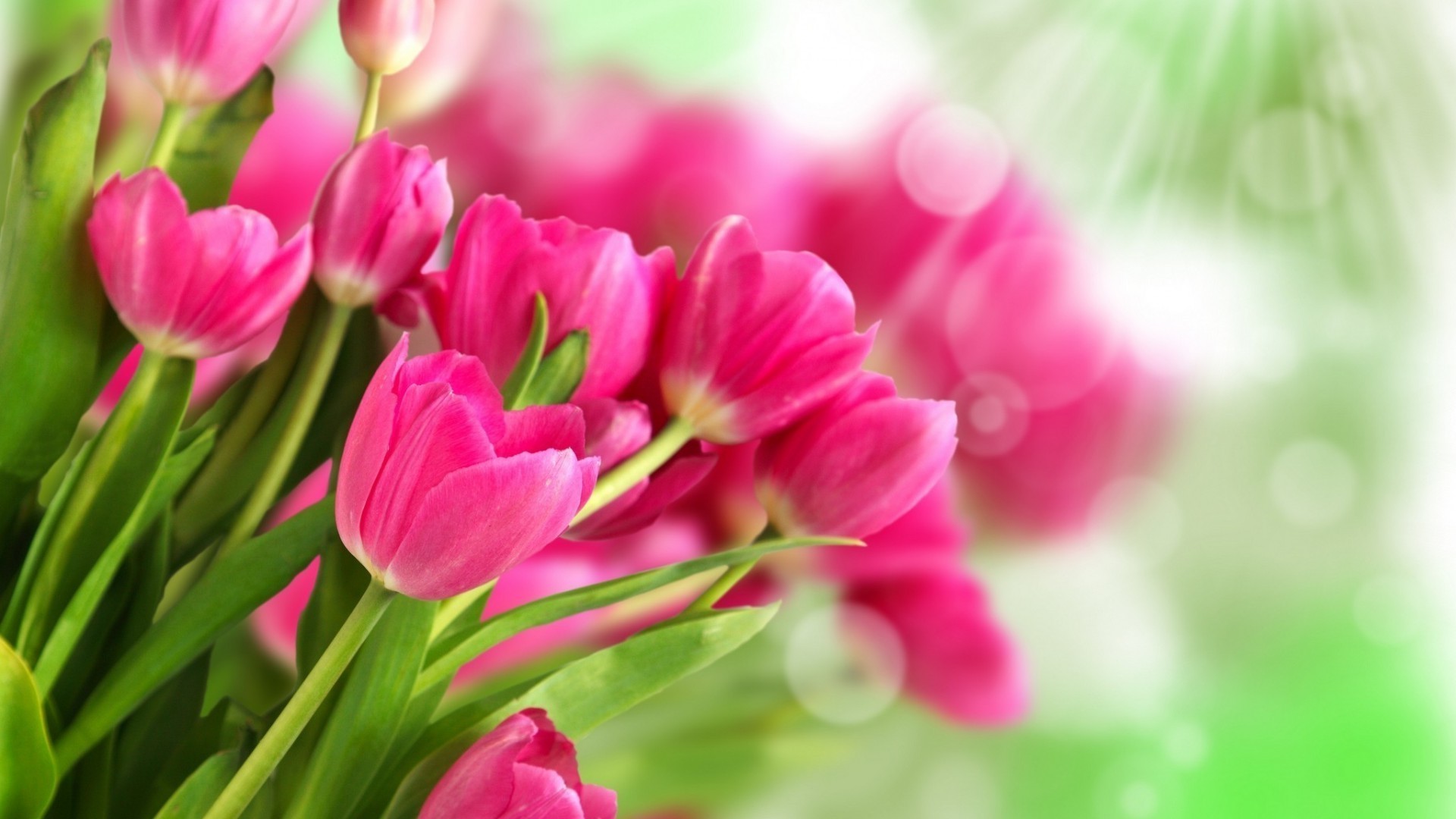 tulips nature flora garden leaf summer flower bright growth color floral petal blooming tulip close-up beautiful bouquet