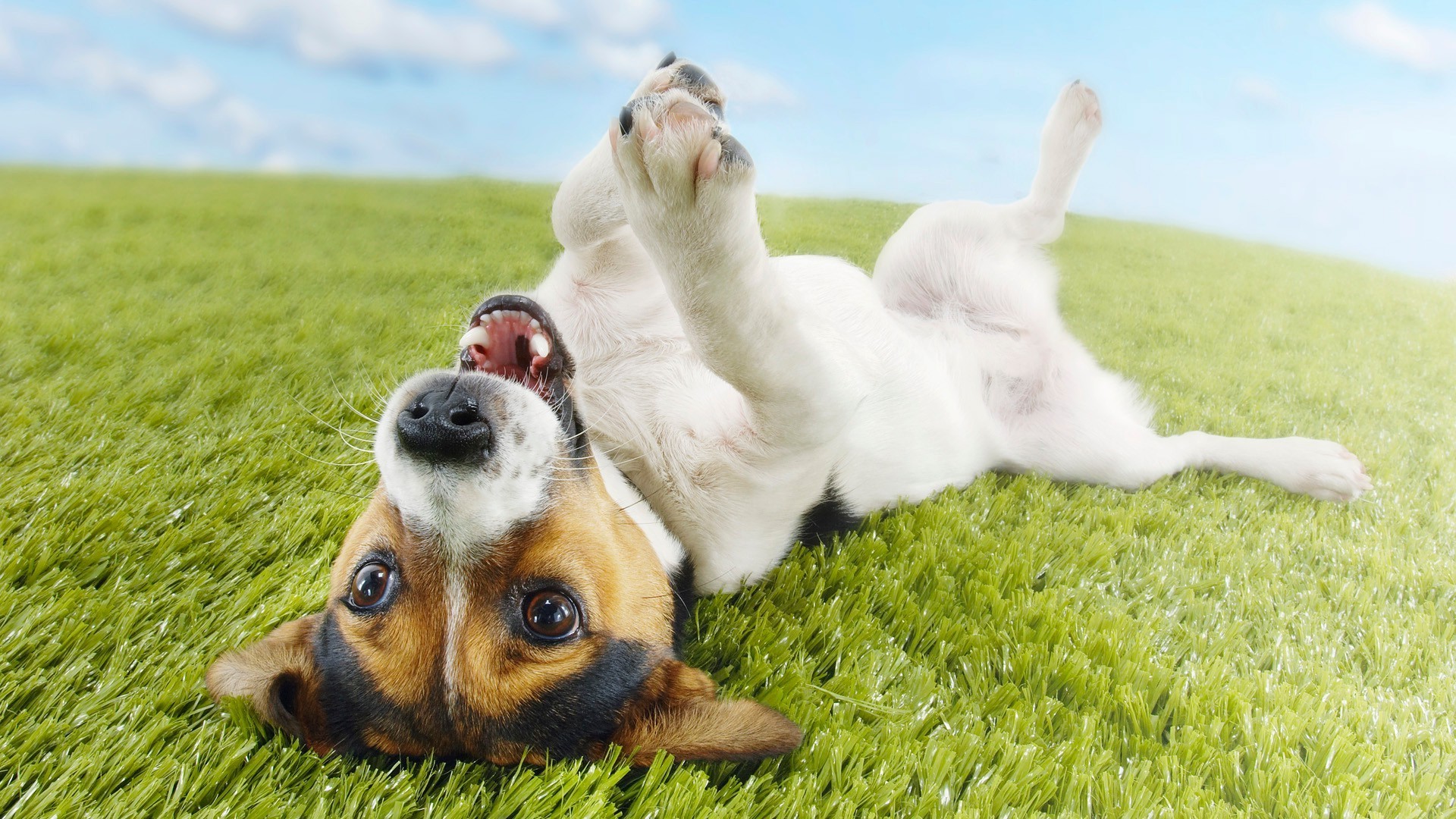 perros hierba perro campo mamífero lindo heno animal mascota naturaleza verano joven cachorro al aire libre perro