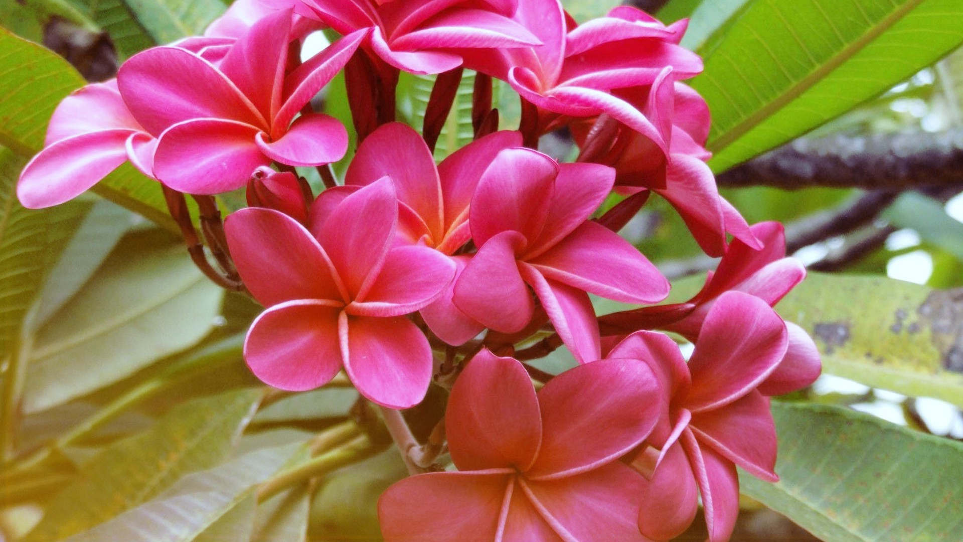 çiçekler tropikal çiçek doğa flora egzotik frangipani yaprak yaz çiçek plumeria petal çiçek açan bahçe güzel aloha