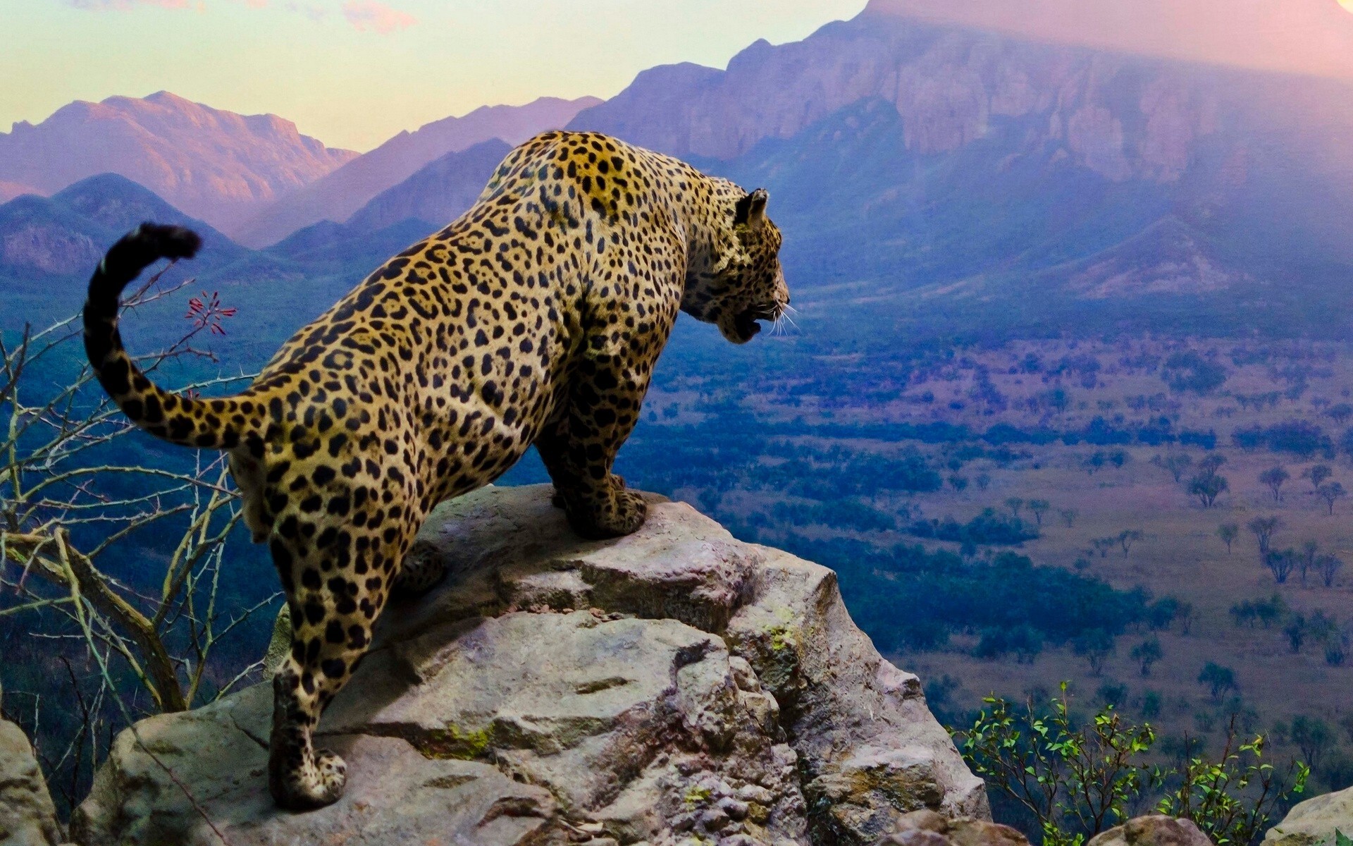 leoparden reisen natur himmel im freien landschaft tierwelt rock