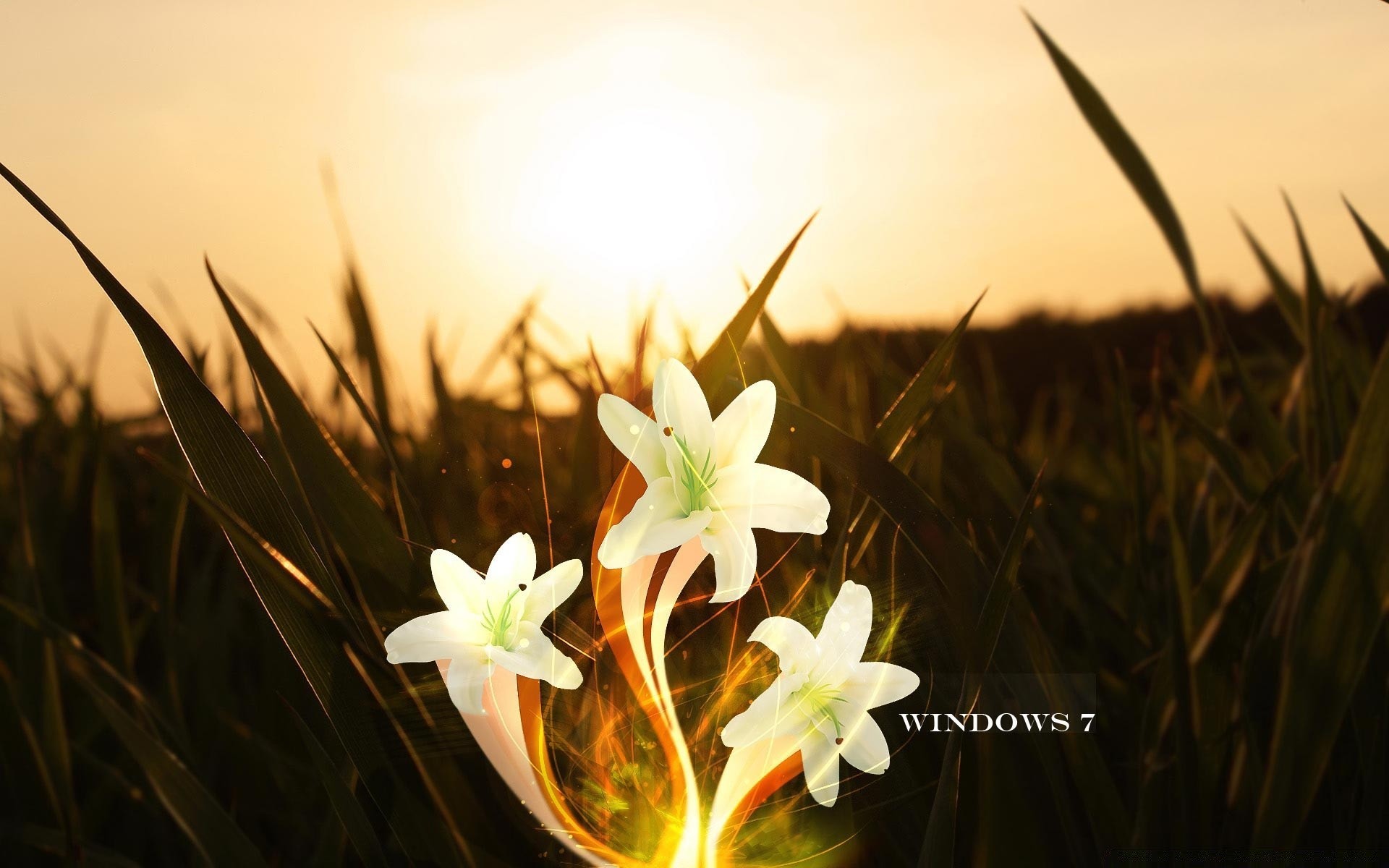 windows nature grass outdoors flower flora summer leaf fair weather cactus easter growth