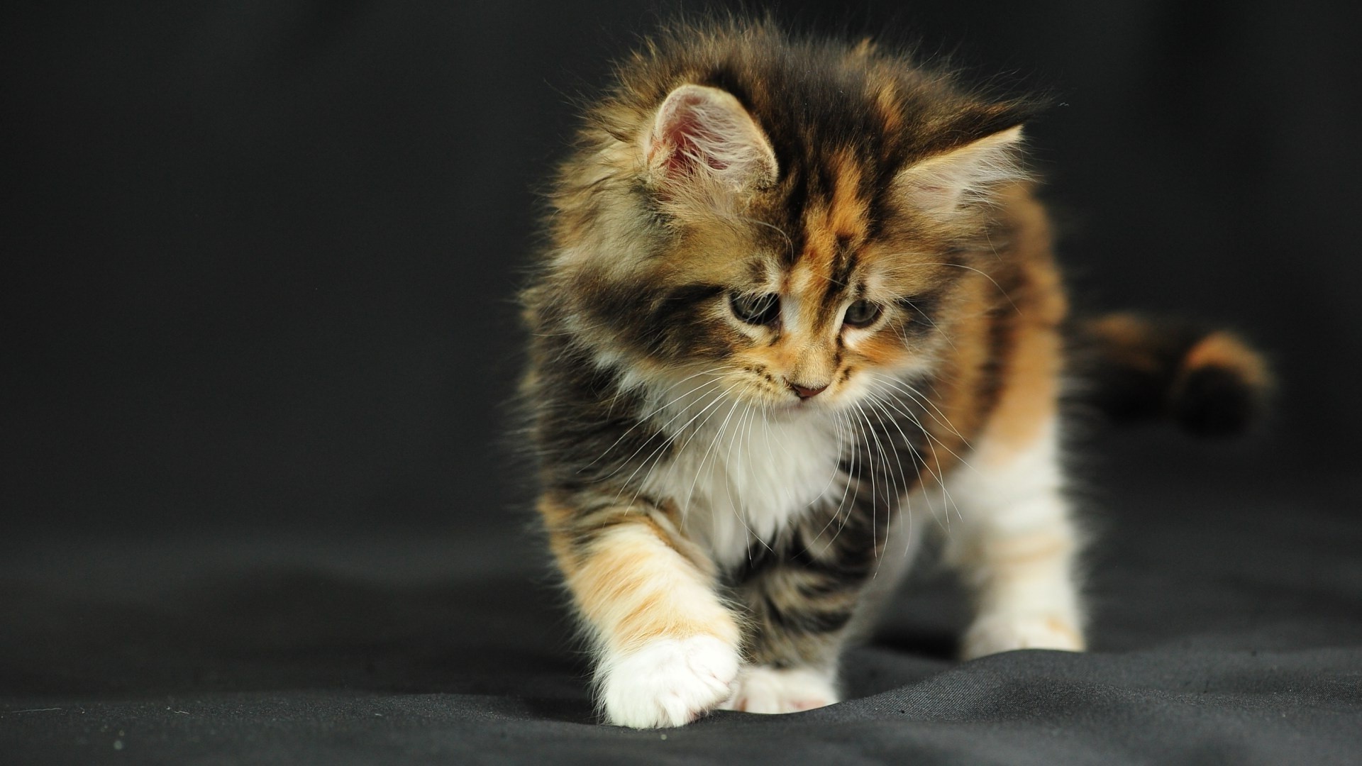 gatti gatto mammifero gattino carino animale domestico animale ritratto occhio pelliccia bambino piccolo vista