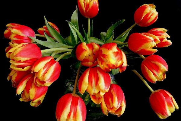 Qué hermosas son las flores de tulipán en el Jardín