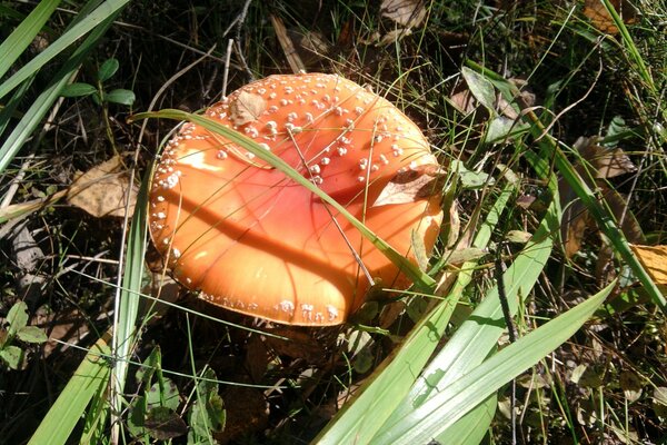 Amanita nella foresta selvaggia ai raggi della luce